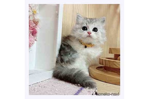 成約済の長野県のミヌエット-67940の4枚目